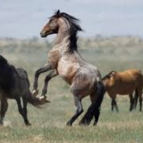 Meet your Posher, Kristine - Picture 2 of 3